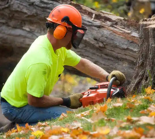 tree services Bay Springs